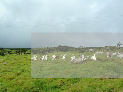 逾期费算利息吗 逾期费算利息吗