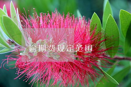 逾期费规定范围 逾期费规定范围