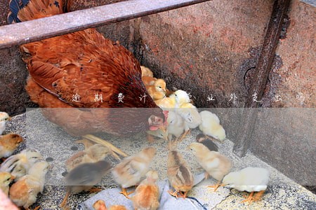 逾期费计入营业外支出吗 逾期费计入营业外支出吗