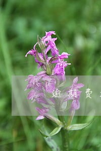 逾期费超出本金