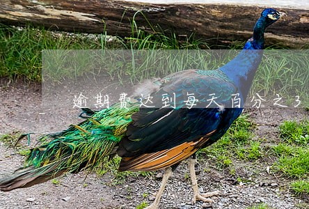 逾期费达到每天百分之3 逾期费达到每天百分之3