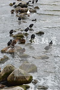 逾期资金占用利率 逾期资金占用利率