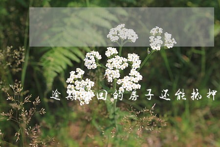 逾期赎回的房子还能抵押吗 逾期赎回的房子还能抵押吗