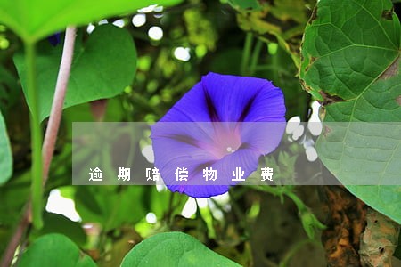 逾期赔偿物业费 逾期赔偿物业费