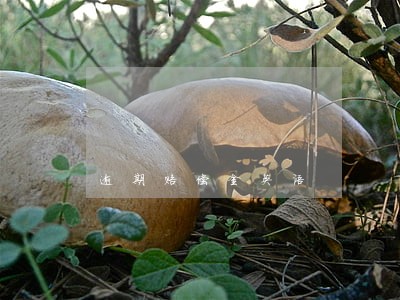 逾期赔偿金英语 逾期赔偿金英语
