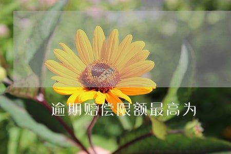 逾期赔偿限额最高为 逾期赔偿限额最高为