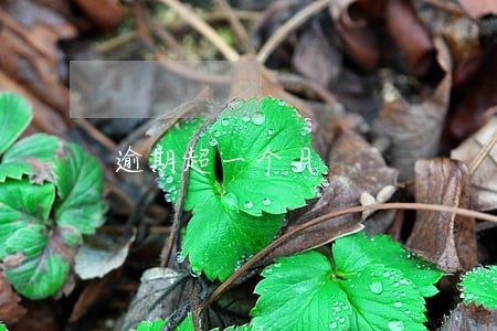 逾期超一个月 逾期超一个月