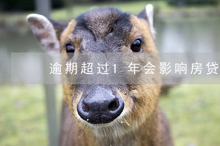 逾期超过1年会影响房贷吗 逾期超过1年会影响房贷吗