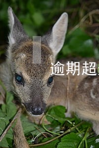 逾期超过30天的人是什么状态 逾期超过30天的人是什么状态