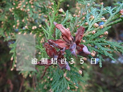 逾期超过35日 逾期超过35日