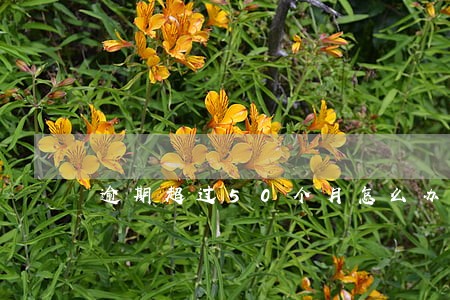 逾期超过50个月怎么办 逾期超过50个月怎么办