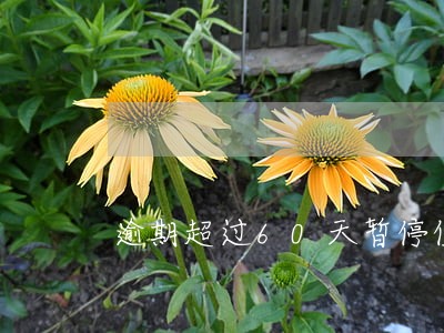 逾期超过60天暂停使用什么还款 逾期超过60天暂停使用什么还款