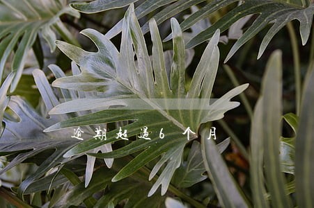 逾期超过6个月 逾期超过6个月