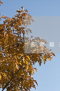 逾期超过6个月的征信报告
