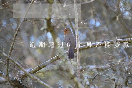 逾期超过6个月还能贷款吗 逾期超过6个月还能贷款吗