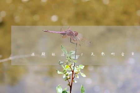 逾期超过90天影响坐车吗 逾期超过90天影响坐车吗