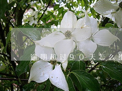 逾期超过90天怎么维护征信 逾期超过90天怎么维护征信