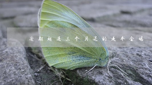 逾期超过三个月还的是本金吗 逾期超过三个月还的是本金吗