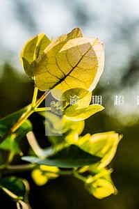 逾期超过几次成黑户