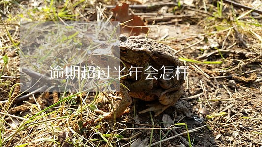 逾期超过半年会怎样