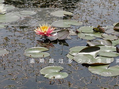 逾期超过多少天滞留英国出境