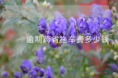 逾期跨省拖车费多少钱 逾期跨省拖车费多少钱