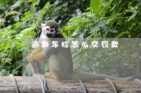 逾期车检怎么交罚款 逾期车检怎么交罚款