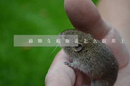 逾期车被拖走怎么联系上人
