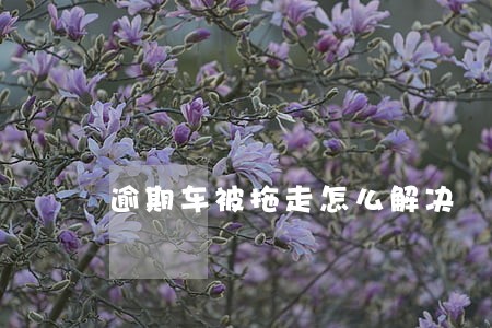 逾期车被拖走怎么解决