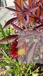 逾期车贷利息怎么算利息怎么算