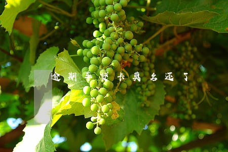 逾期车贷卡莫名还了 逾期车贷卡莫名还了
