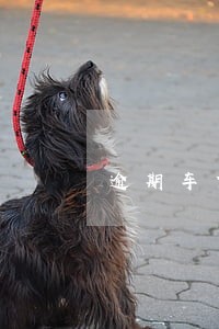 逾期车贷申请 逾期车贷申请