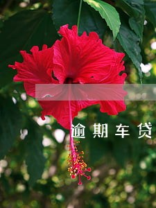 逾期车贷被拖车不给回怎么办 逾期车贷被拖车不给回怎么办