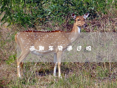 逾期车贷通过吗
