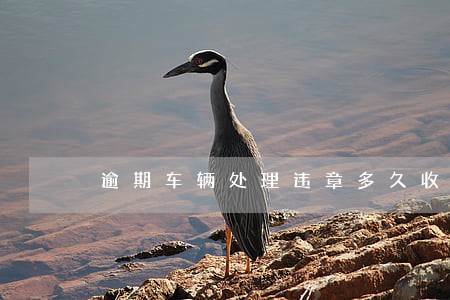 逾期车辆处理违章多久收到短信 逾期车辆处理违章多久收到短信
