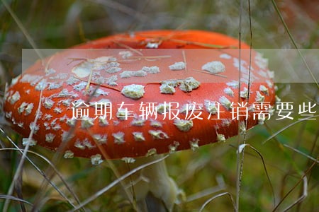 逾期车辆报废注销需要些什么 逾期车辆报废注销需要些什么