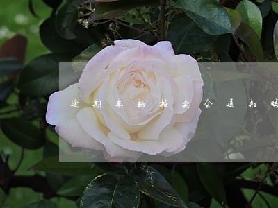 逾期车辆拍卖会通知吗 逾期车辆拍卖会通知吗
