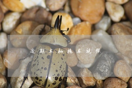 逾期车辆拖车视频 逾期车辆拖车视频