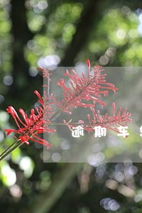 逾期车辆能不能网上申请转籍 逾期车辆能不能网上申请转籍