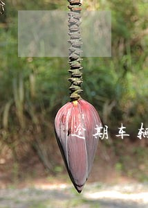 逾期车辆违章罚款 逾期车辆违章罚款