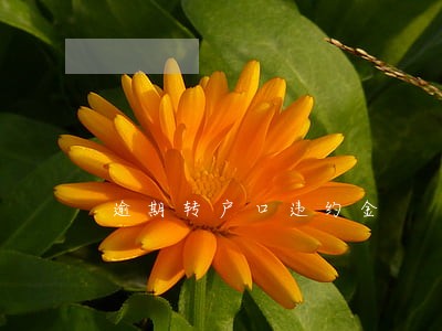 逾期转户口违约金 逾期转户口违约金
