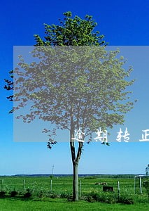 逾期转正申请报告 逾期转正申请报告