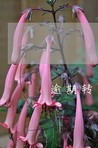 逾期转正证明怎么写 逾期转正证明怎么写