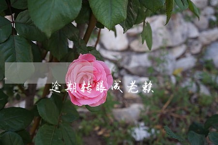 逾期转眼成老赖 逾期转眼成老赖