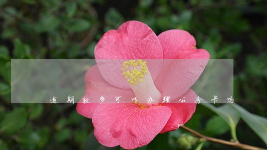 逾期较多可以办理公务卡吗 逾期较多可以办理公务卡吗