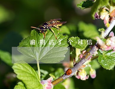 逾期达3个月信用会怎么样 逾期达3个月信用会怎么样