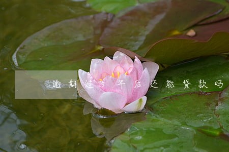 逾期过5年后还能贷款吗 逾期过5年后还能贷款吗