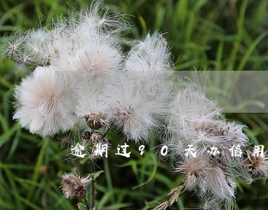逾期过90天办信用卡成功了 逾期过90天办信用卡成功了