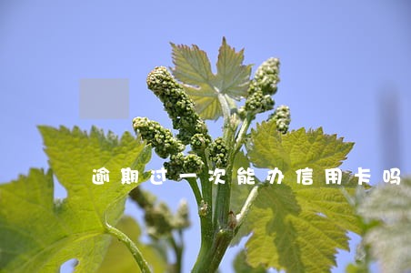 逾期过一次能办信用卡吗 逾期过一次能办信用卡吗