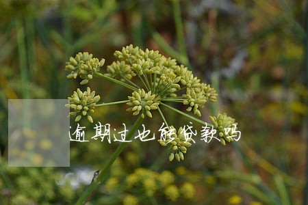 逾期过也能贷款吗 逾期过也能贷款吗